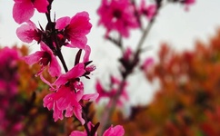 全高清视频直播系统